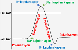 Impuls İletimi Sırasında Hücre Zarındaki Elektriksel Yük Değişimi (Aksiyon Potansiyeli)